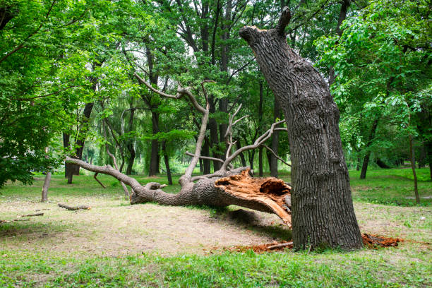 Leaf Removal in Port Washington, NY