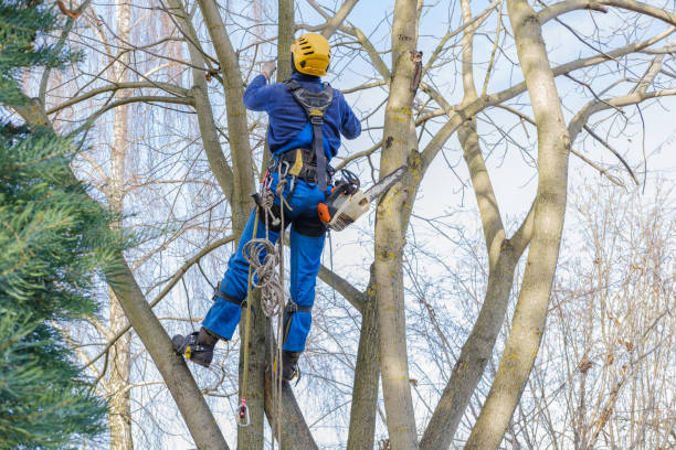 How Our Tree Care Process Works  in  Port Washington, NY