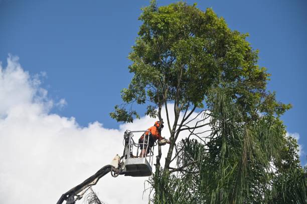 Best Tree Risk Assessment  in Port Washington, NY
