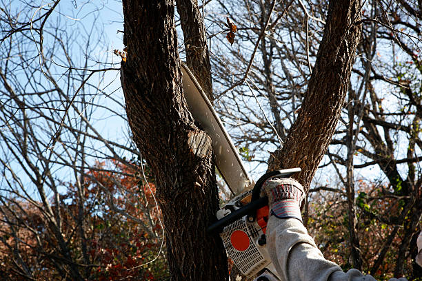 Best Tree Cabling and Bracing  in Port Washington, NY