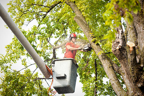 How Our Tree Care Process Works  in  Port Washington, NY